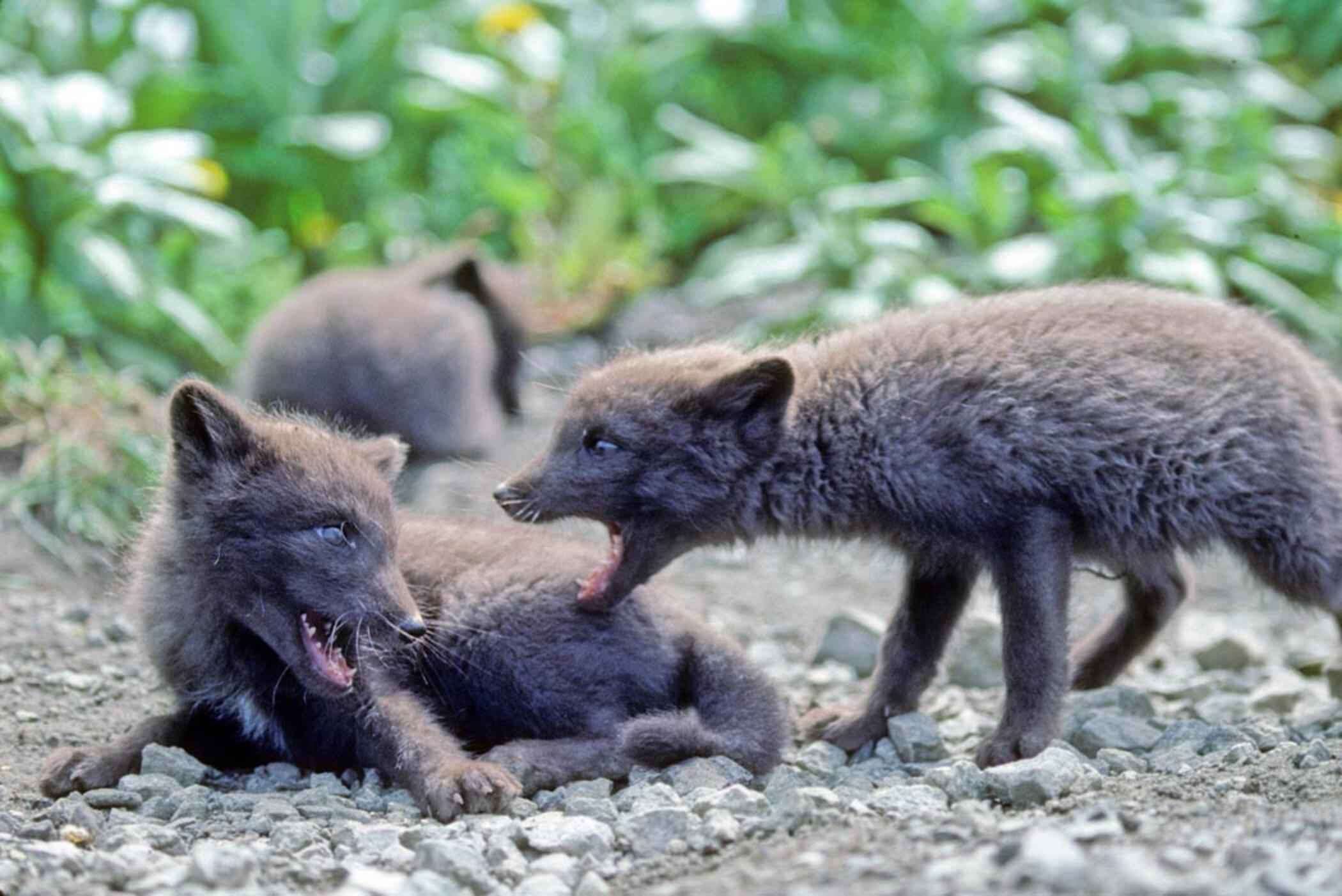 Image of Arctic Fox