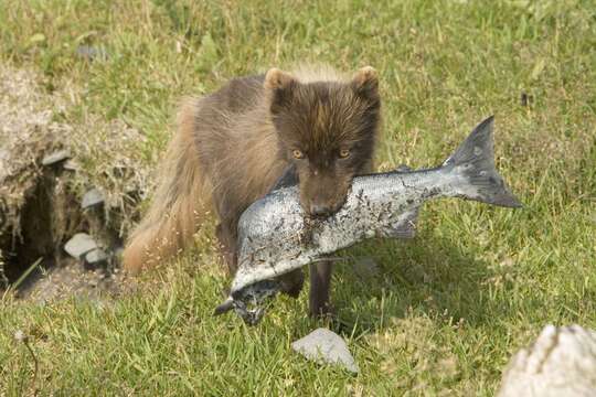 Image of Arctic Fox