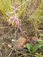 Image of Ledebouria ovalifolia (Schrad.) Jessop