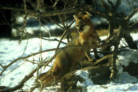 Image of Grey Foxes