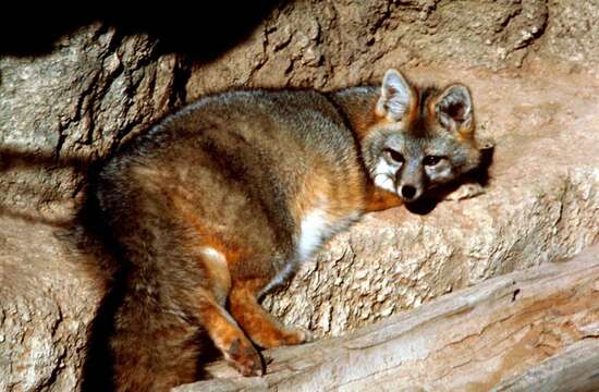 Image of Grey Foxes