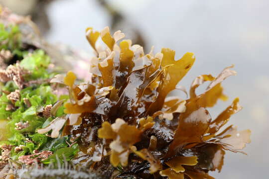 Image of Brown algae