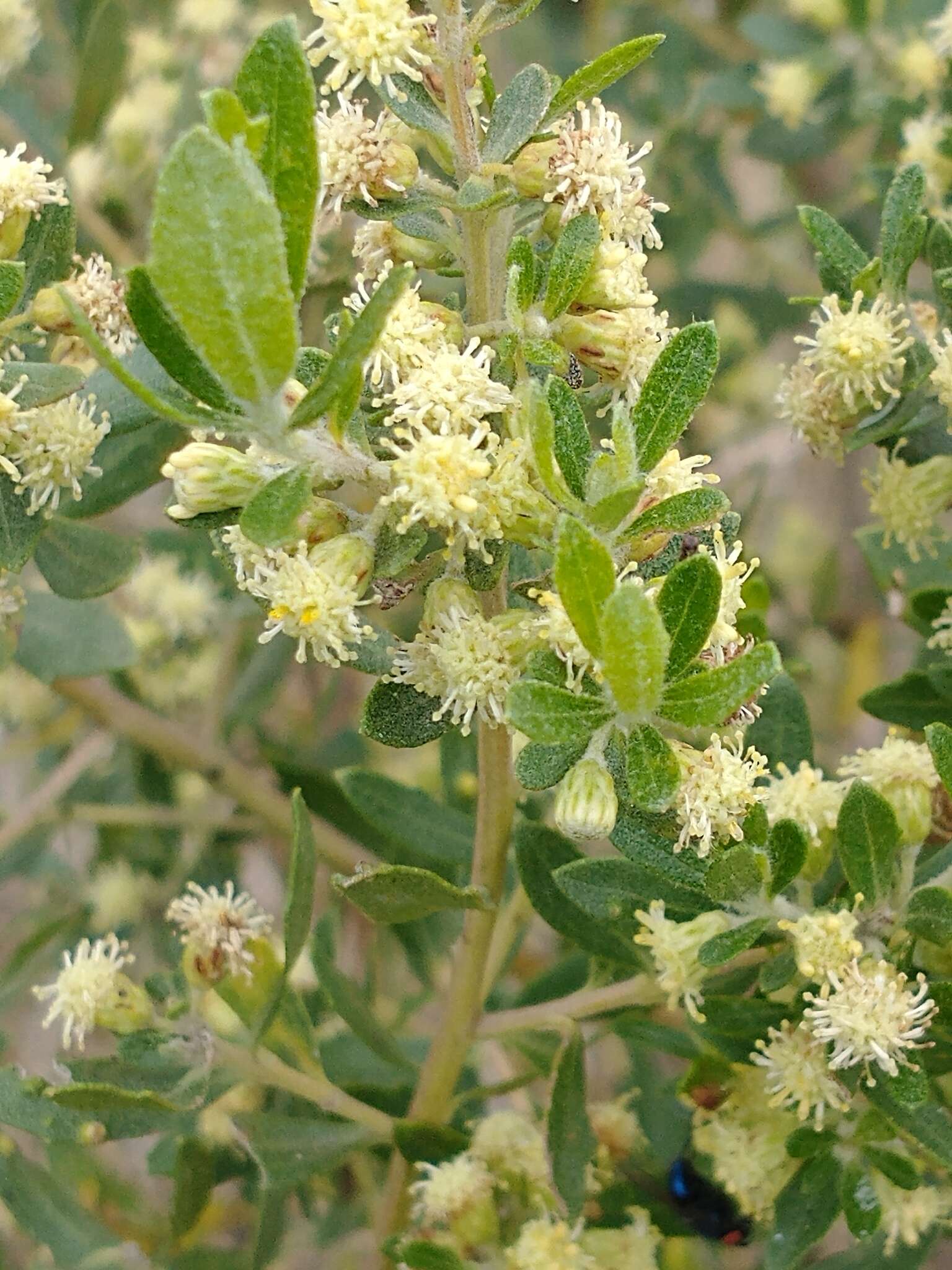 Image of Baccharis dracunculifolia subsp. tandilensis (Speg.) Giuliano