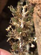 Euryops subcarnosus subsp. vulgaris B. Nord. resmi