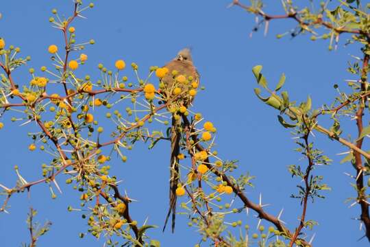 Image of White-backed Mousebird