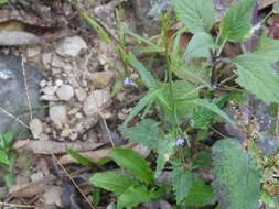 Imagem de Lobelia longicaulis Brandegee