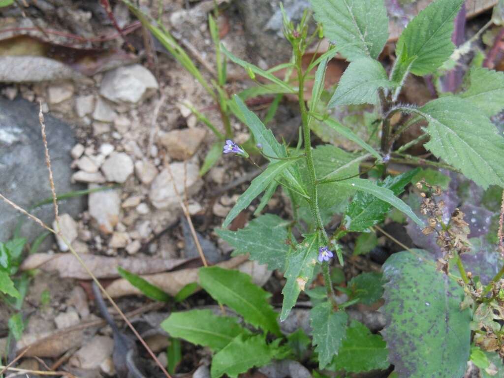 Lobelia longicaulis Brandegee resmi