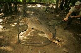 Image of Red wolf