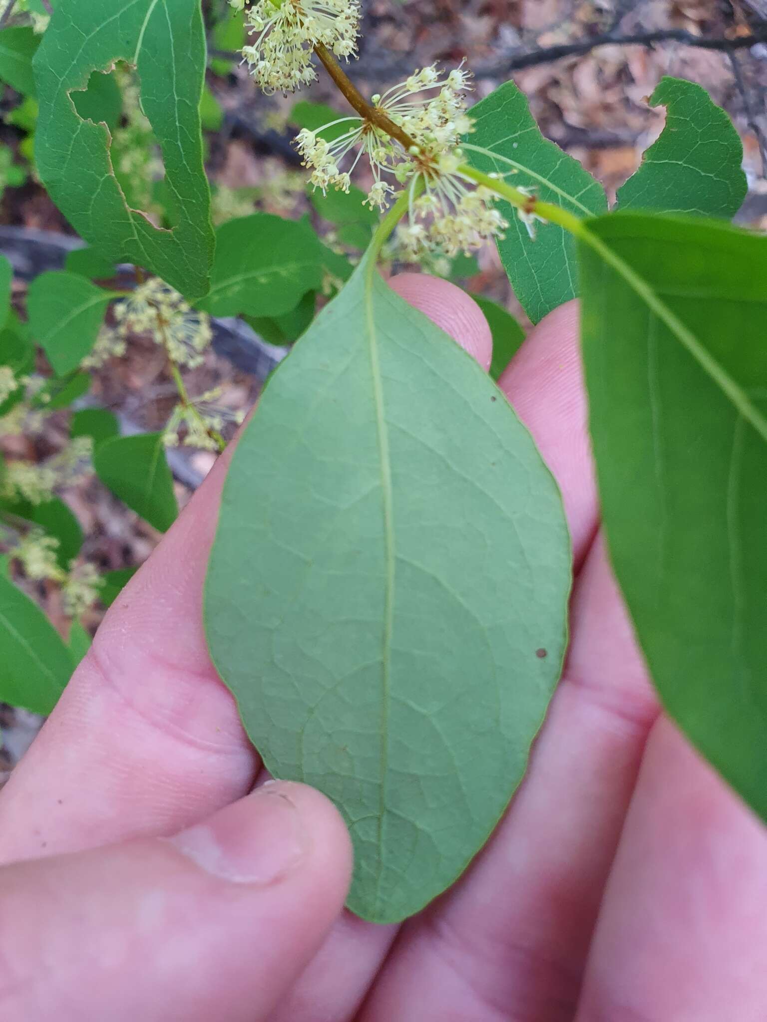 Image of Flueggea virosa subsp. melanthesoides (F. Muell.) G. L. Webster