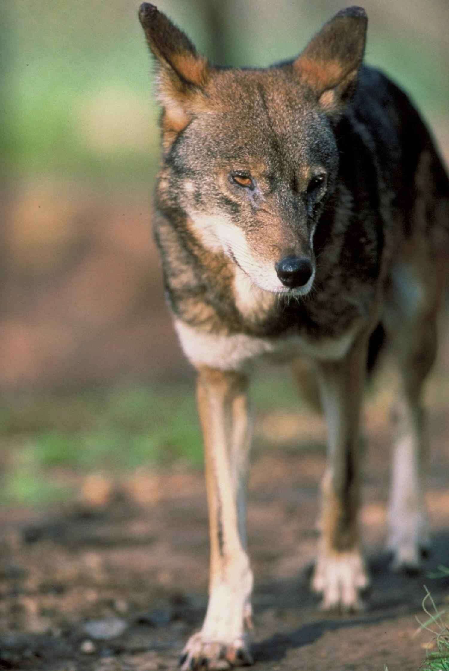 Image of Red wolf