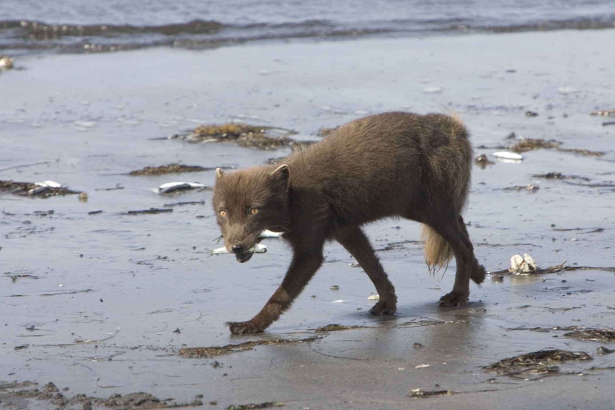 Image of Arctic Fox