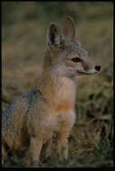 Image of Desert Fox