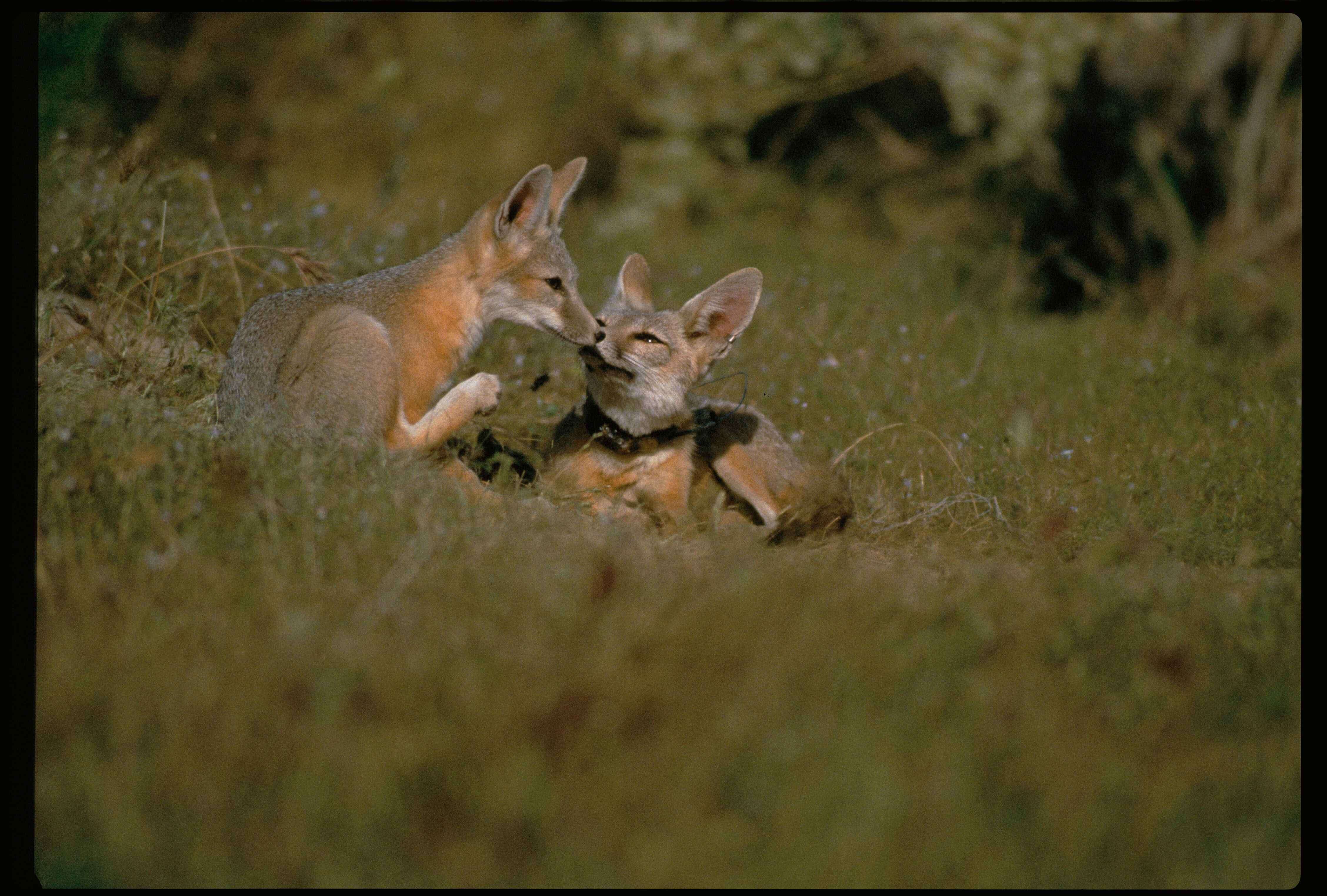 Image of Desert Fox