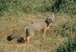 Image of Desert Fox