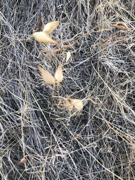 Image of Low Milkweed