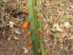 Image of Pfeiffera monacantha (Griseb.) P. V. Heath