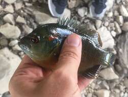 Image of Redspotted Sunfish