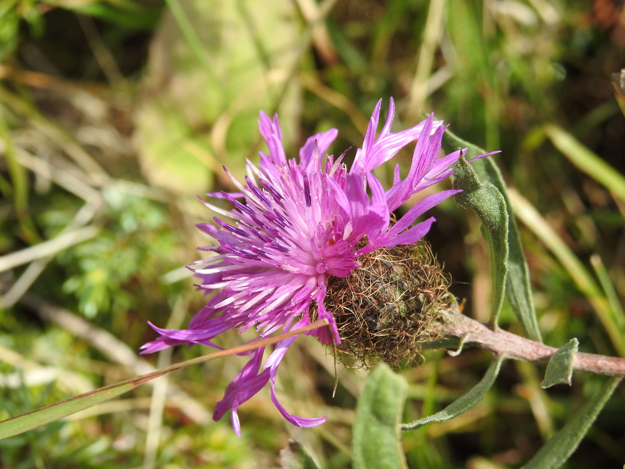 Image of singleflower knapweed