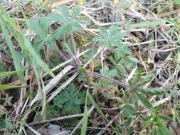 Image of Potentilla heptaphylla L.