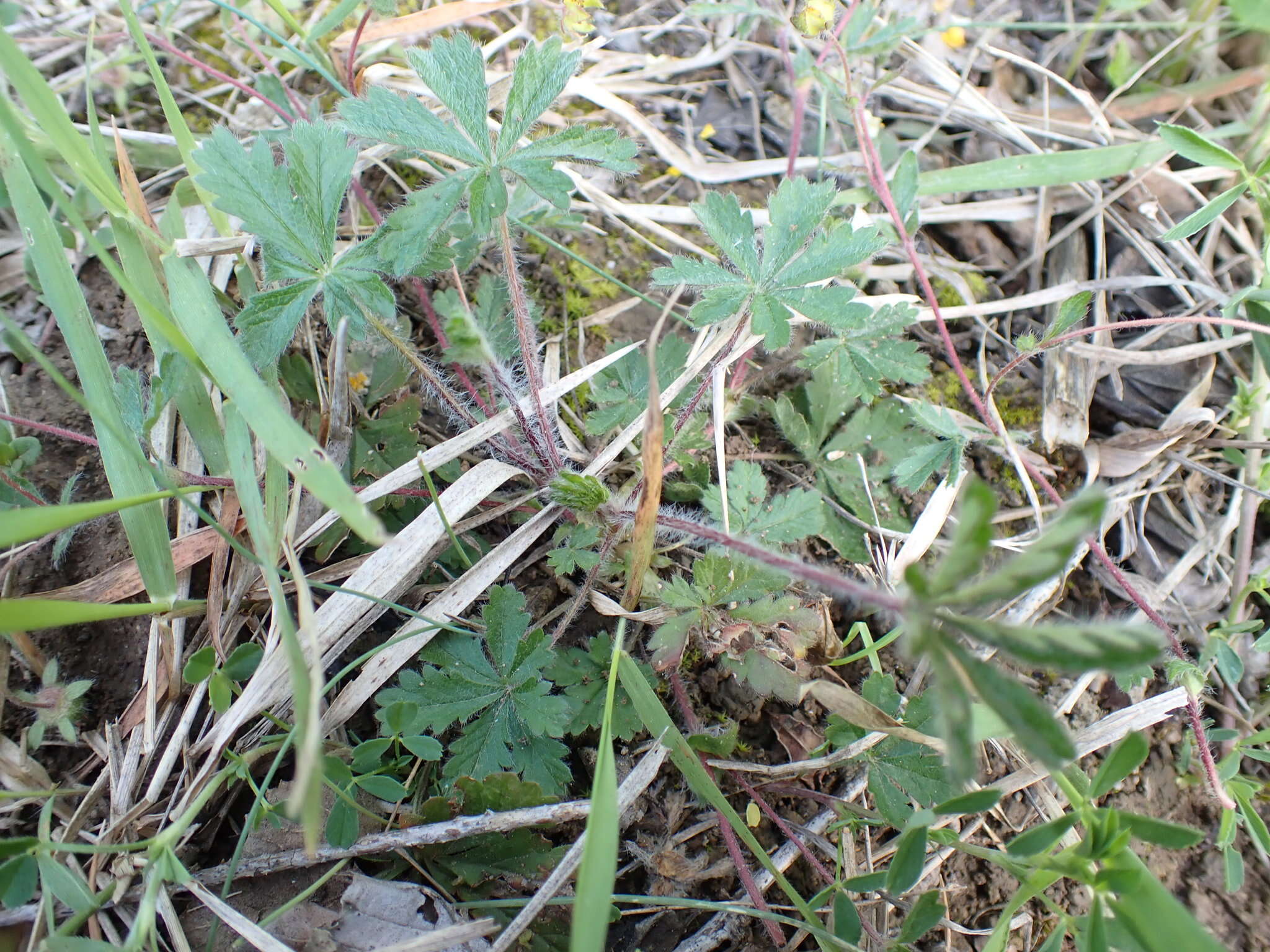 Image of Potentilla heptaphylla L.