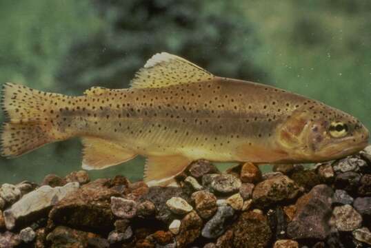 Image de Oncorhynchus gilae (Miller 1950)