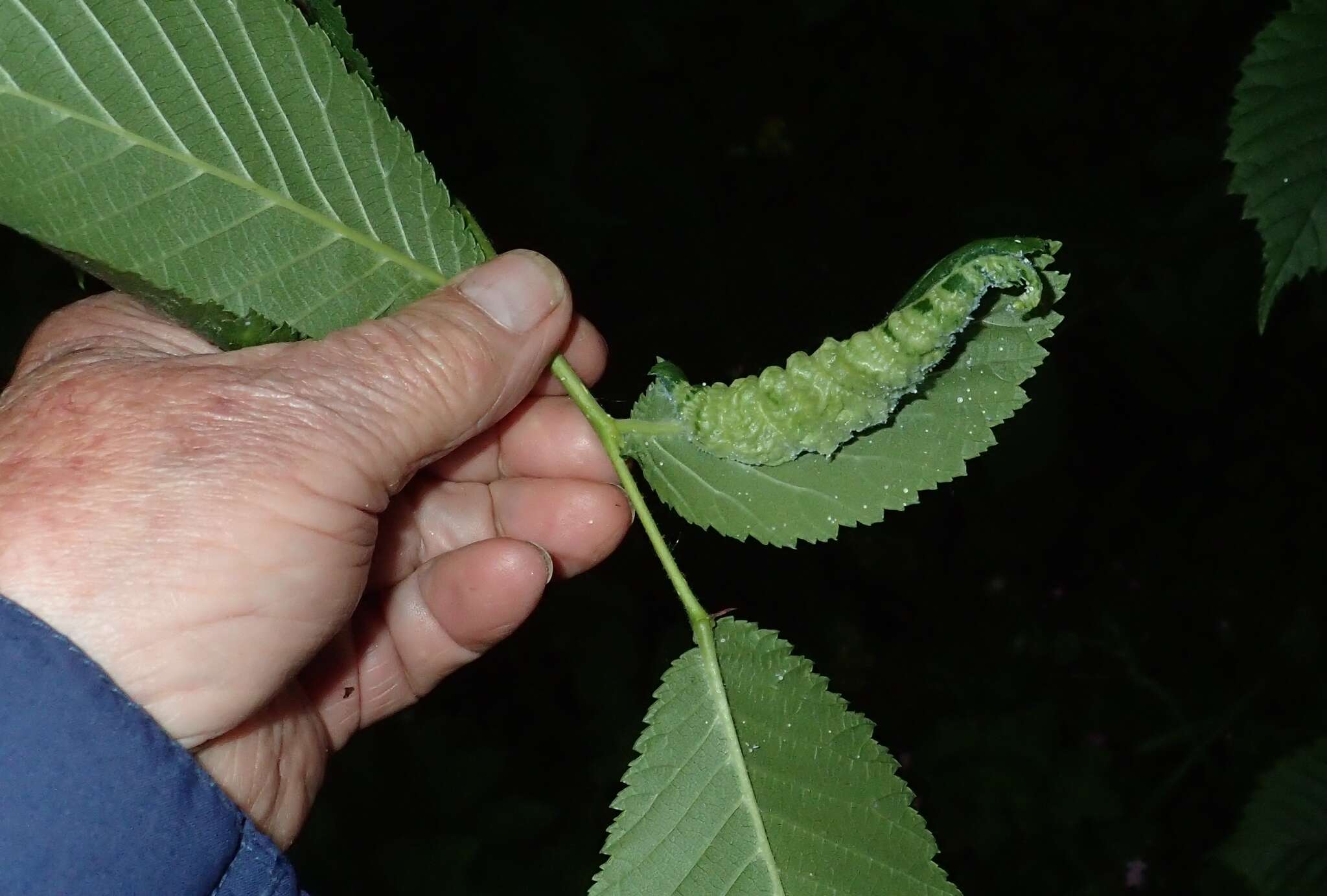 Слика од Eriosoma ulmi (Linnaeus 1758)