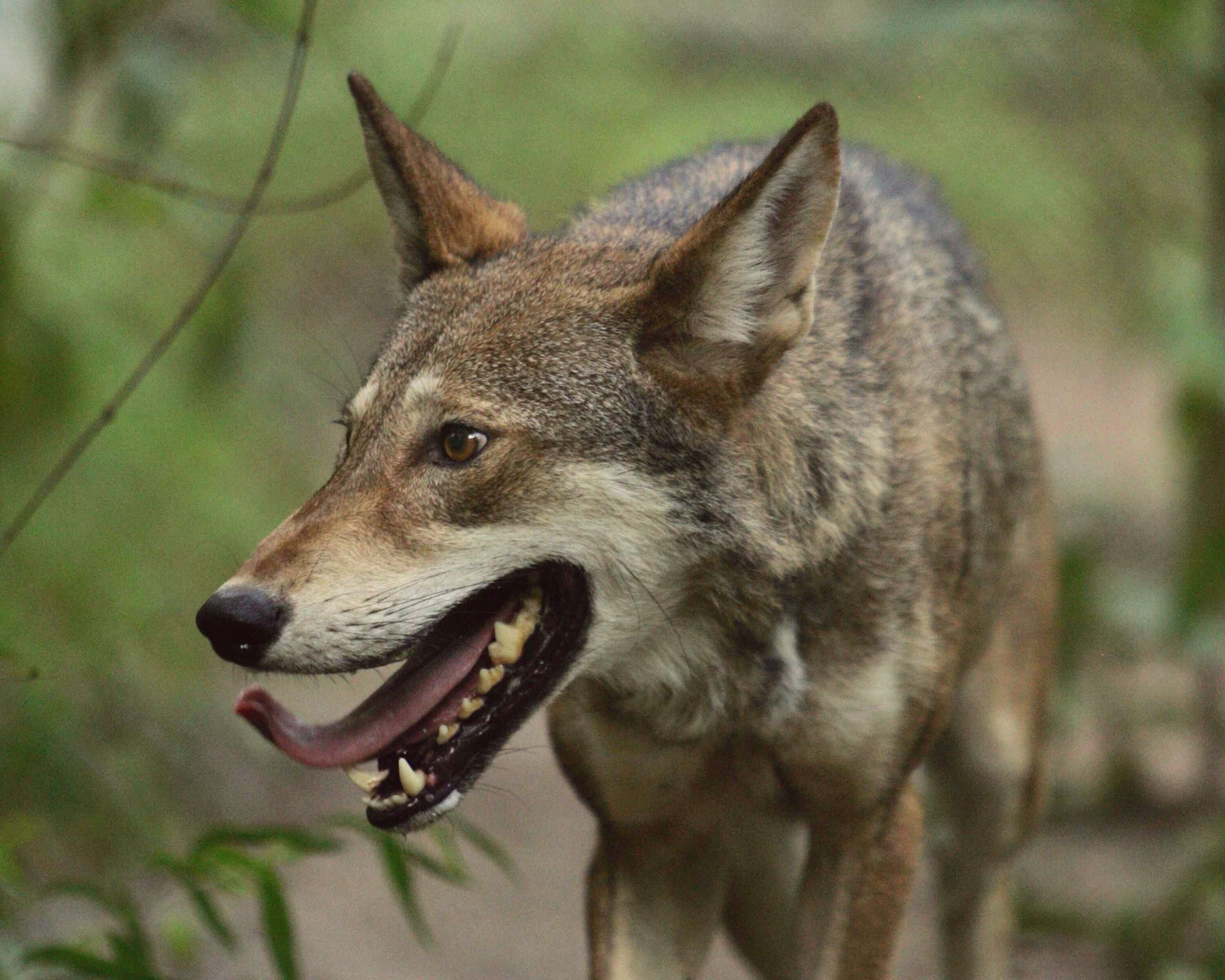 Image of Red wolf