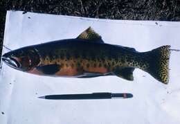 Image of cutthroat trout