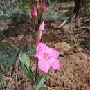 صورة Mandevilla illustris (Vell.) R. E. Woodson