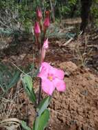 Image of Mandevilla illustris (Vell.) R. E. Woodson