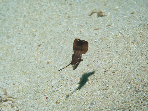 Image of Black-barred razorfish