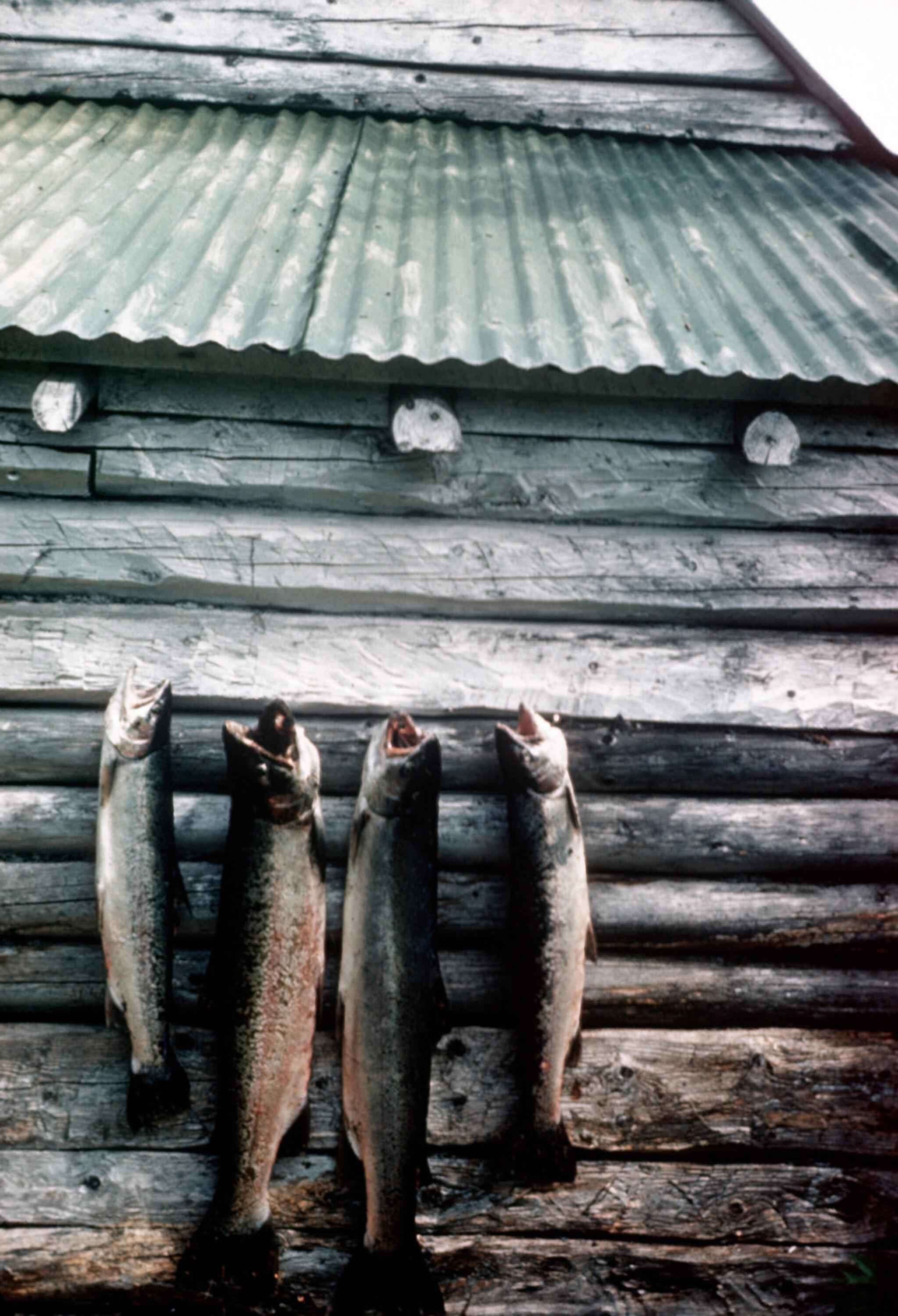 Image of Rainbow Trout