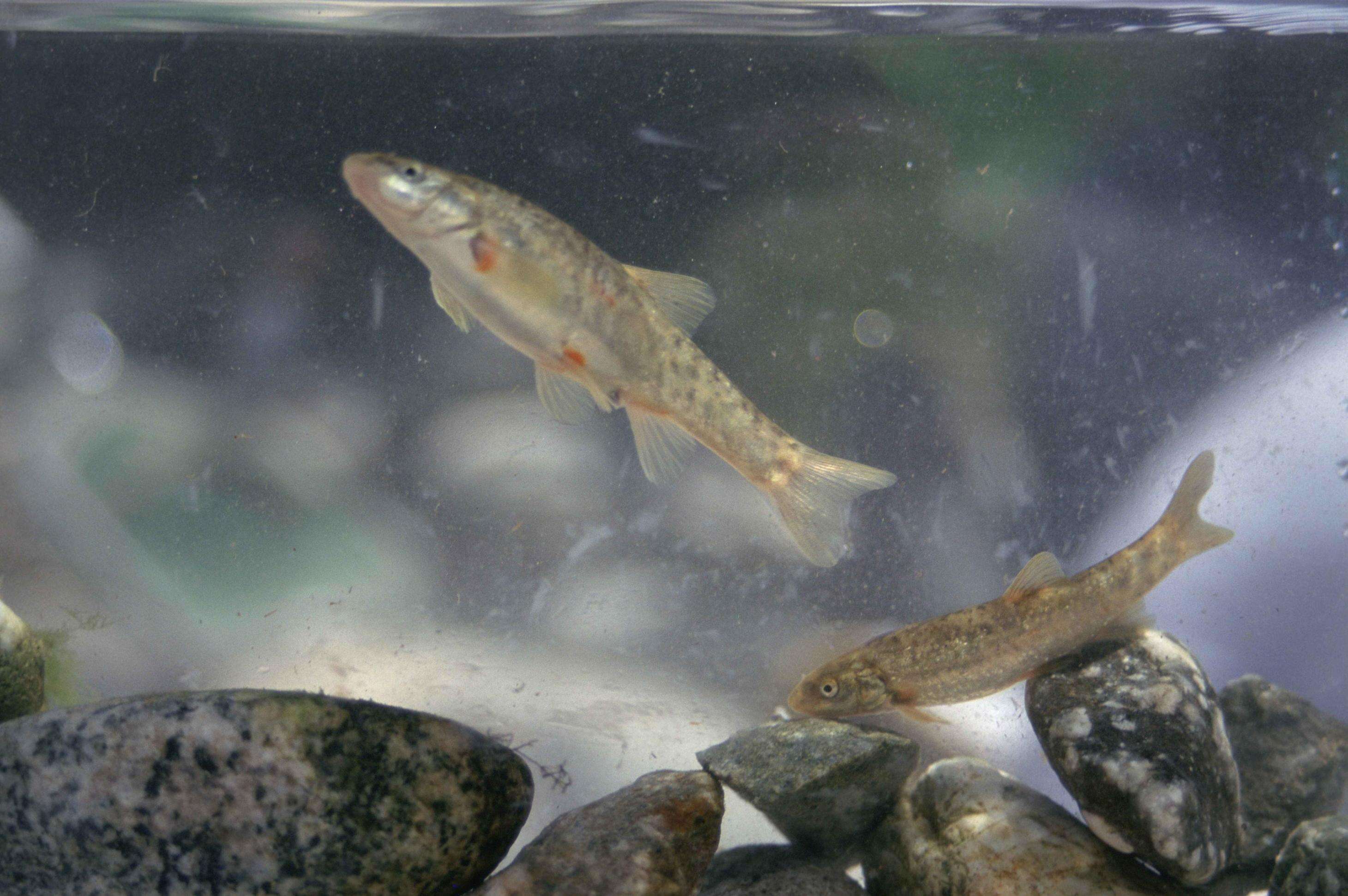 Image of Speckled Dace