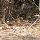 Image of Rufous Chatterer