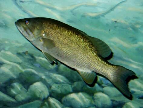 Image of Smallmouth Bass