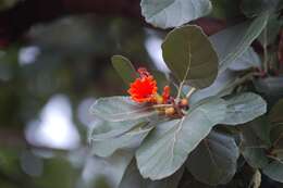 Image of Cordia dodecandra DC.