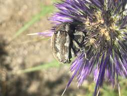 Larinus onopordi (Fabricius & J. C. 1787)的圖片