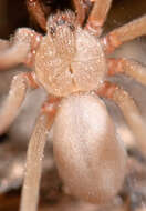 Image of Recluse Spiders