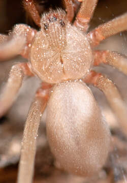 Image of Recluse Spiders