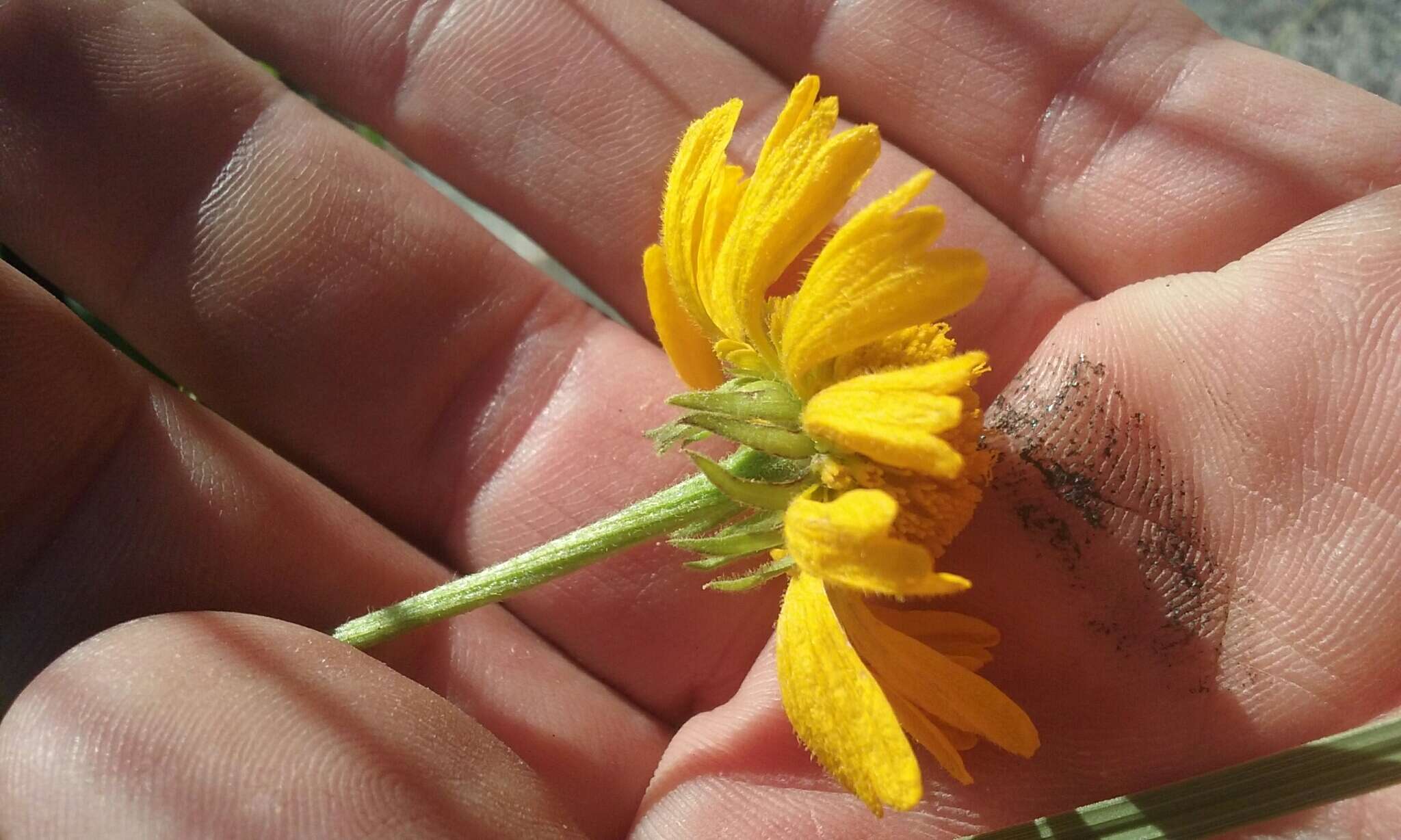 Image of Bigelow's sneezeweed