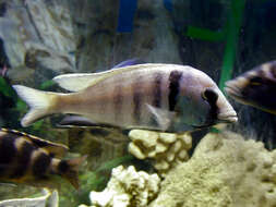 Placidochromis electra (Burgess 1979) resmi