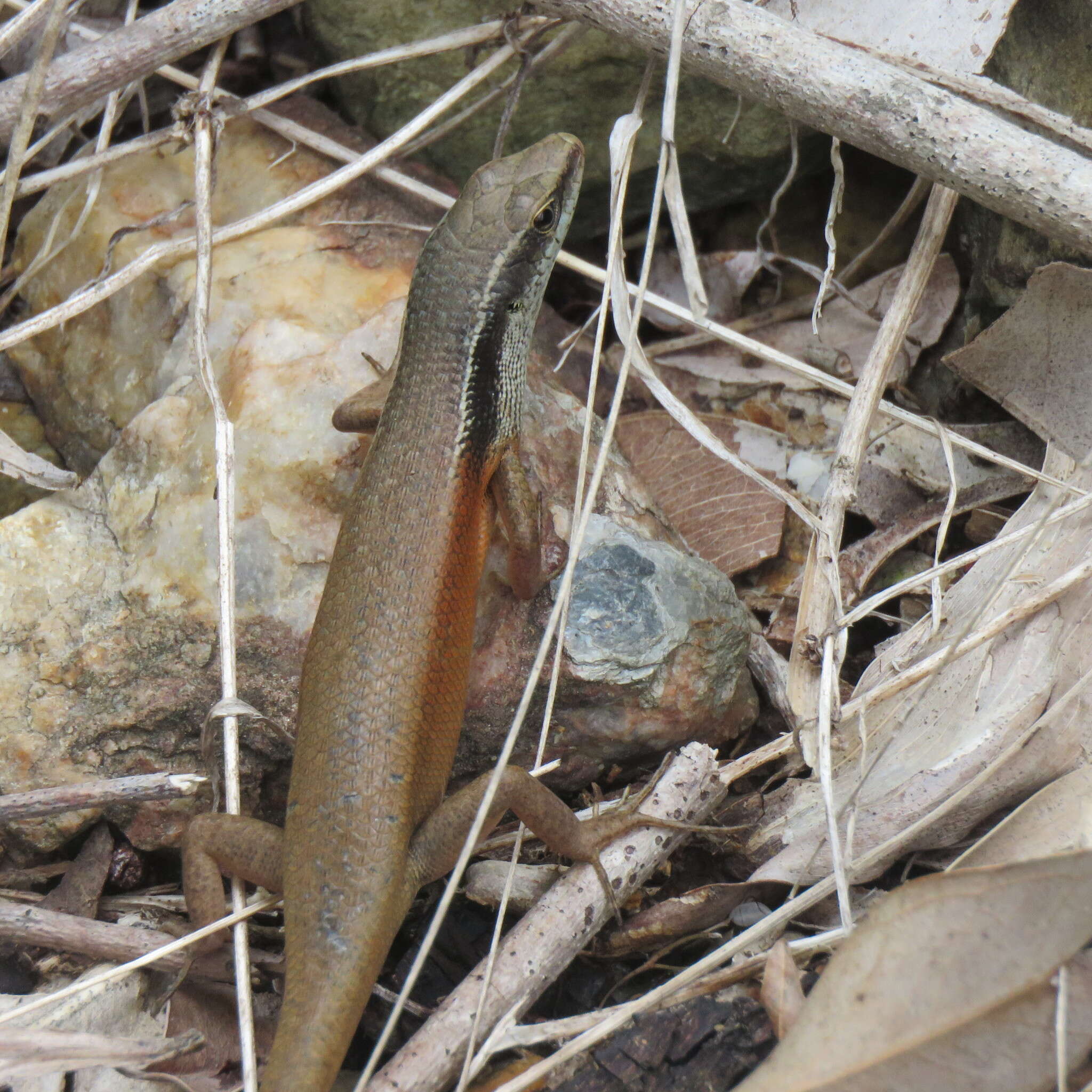 Image of Closed-litter Rainbow-skink