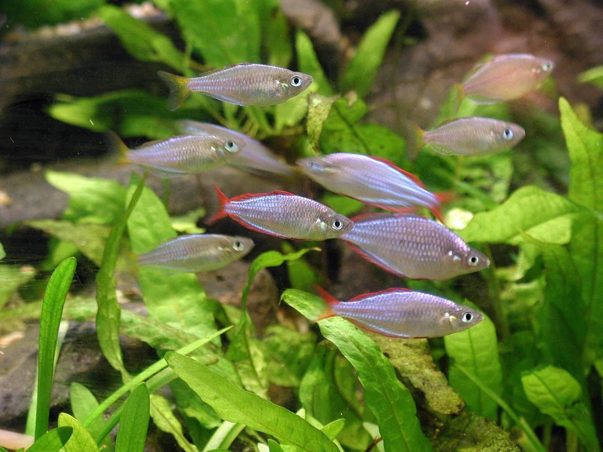 Image of Dwarf Rainbowfish