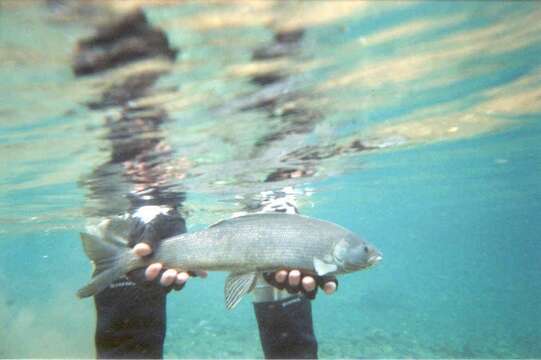 Image of Arctic Grayling