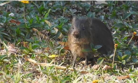 Image of Cavia aperea aperea Erxleben 1777