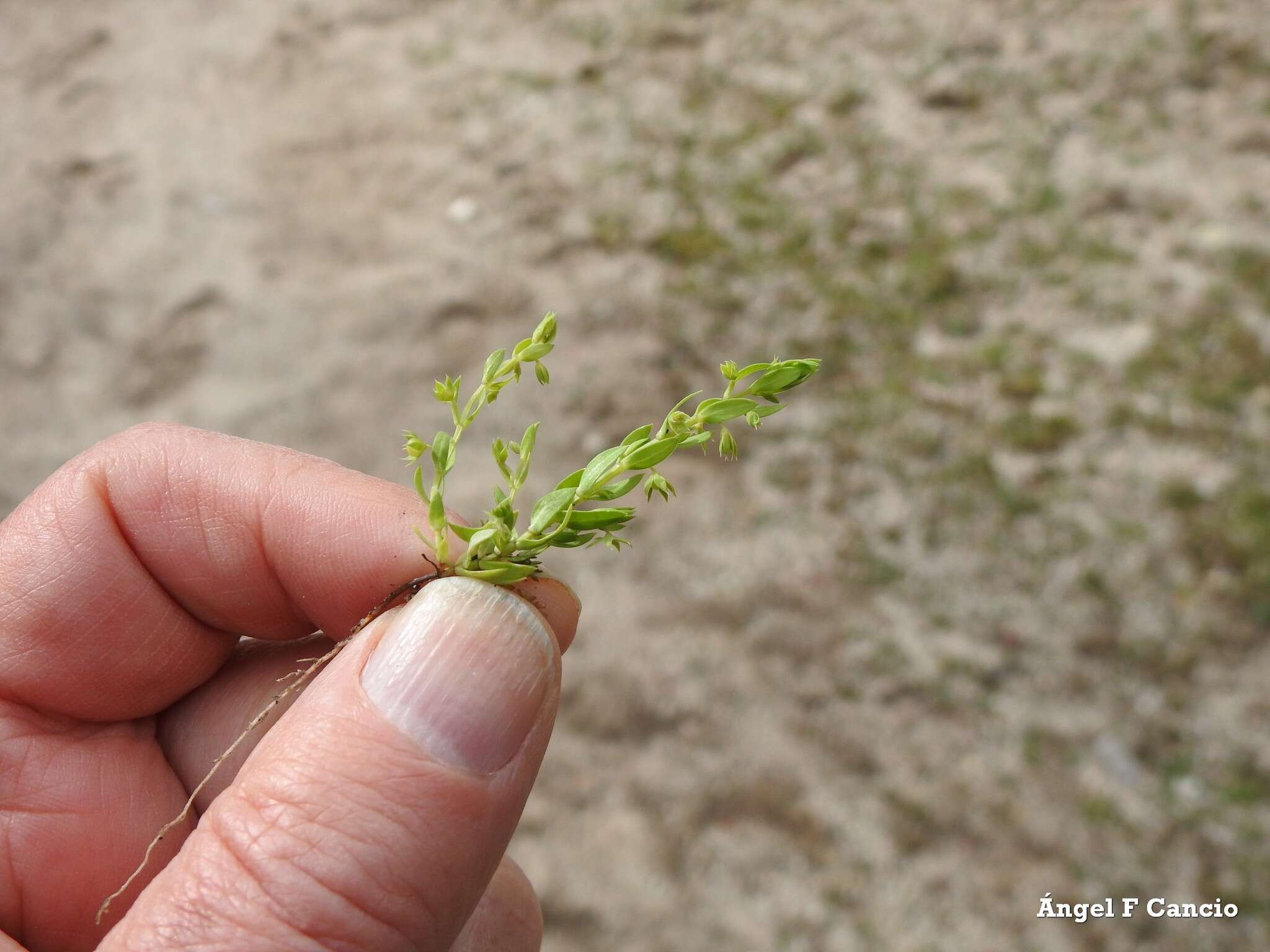 Image of Lysimachia linum-stellatum L.