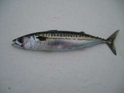 Image of Atlantic Mackerel