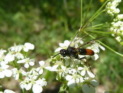 Image of Tenthredo solitaria Scopoli 1763