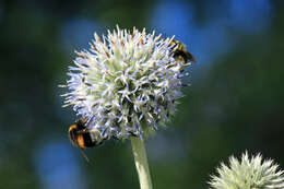 Echinops exaltatus Schrad.的圖片