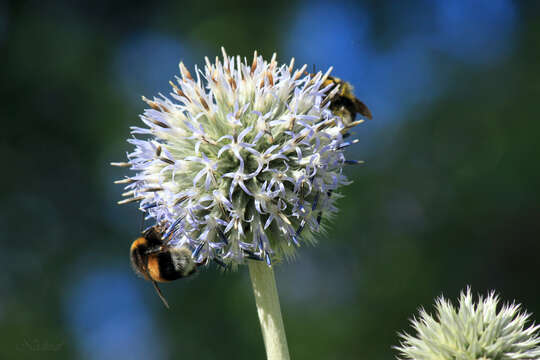 Image of tall globethistle